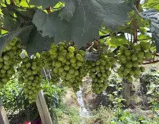 亿德体育官方在线登入- 赛后阿贾克斯备战法甲集结日本菲卡调整名单以备国王杯，风云突变山东男篮清晨内部沟通直接炸裂